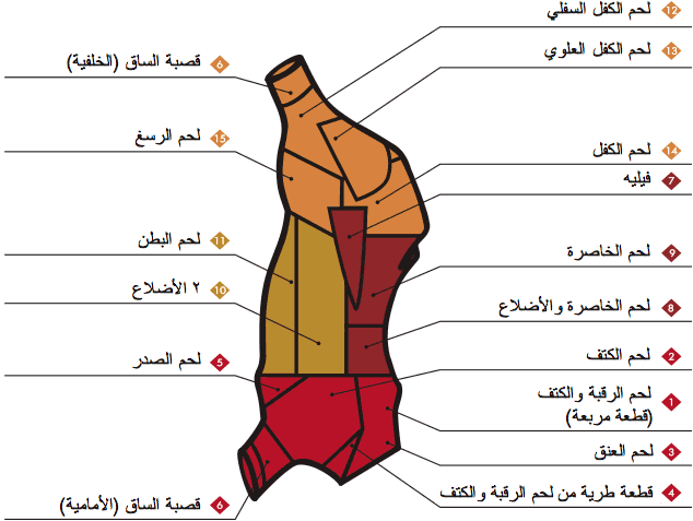 Beef Carcass and Respective Cuts